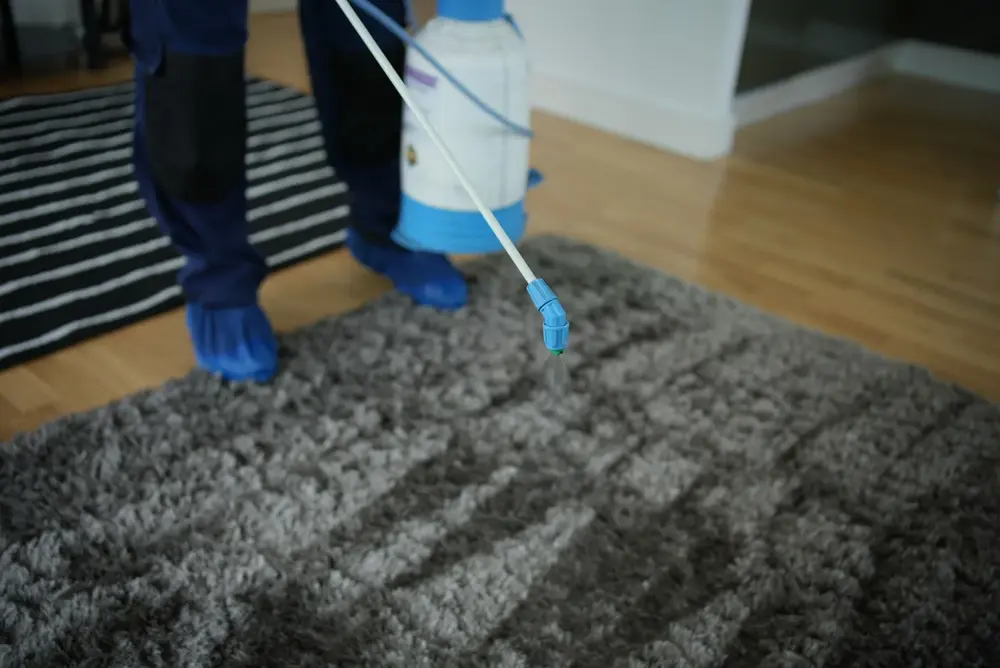 scotchgard rug protection services